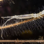 Astacilla longicornis